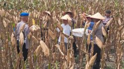 Panen Raya Jagung di Kukim Jaya Inhu, Sinergi Pesantren dan Polri Dukung Ketahanan Pangan