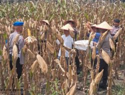 Panen Raya Jagung di Kukim Jaya Inhu, Sinergi Pesantren dan Polri Dukung Ketahanan Pangan
